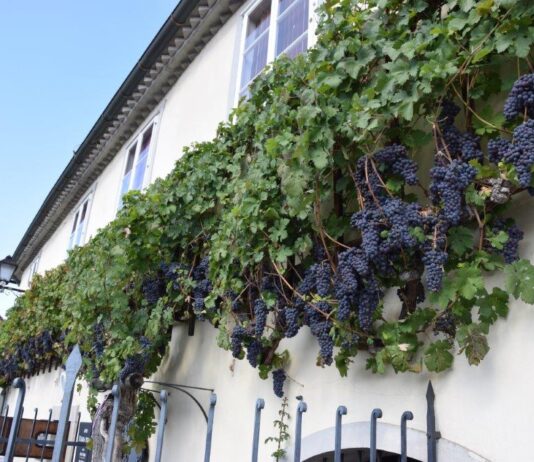 Vinski in gastronomski turizem – strateška razvojna priložnost Slovenije