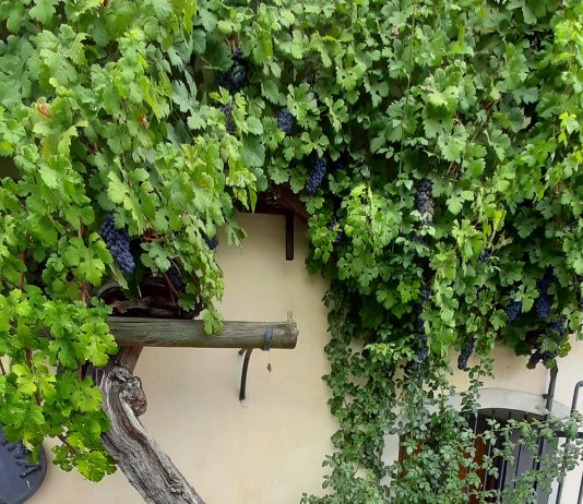 Pred pol stoletja smo izvedeli, koliko let naj bi štela trta na Lentu …