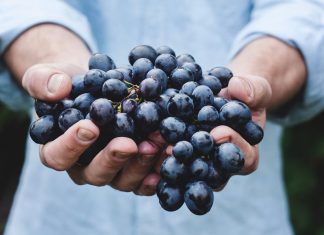 Mag. Tjaša Kos: Trženjski napori malega vinarja